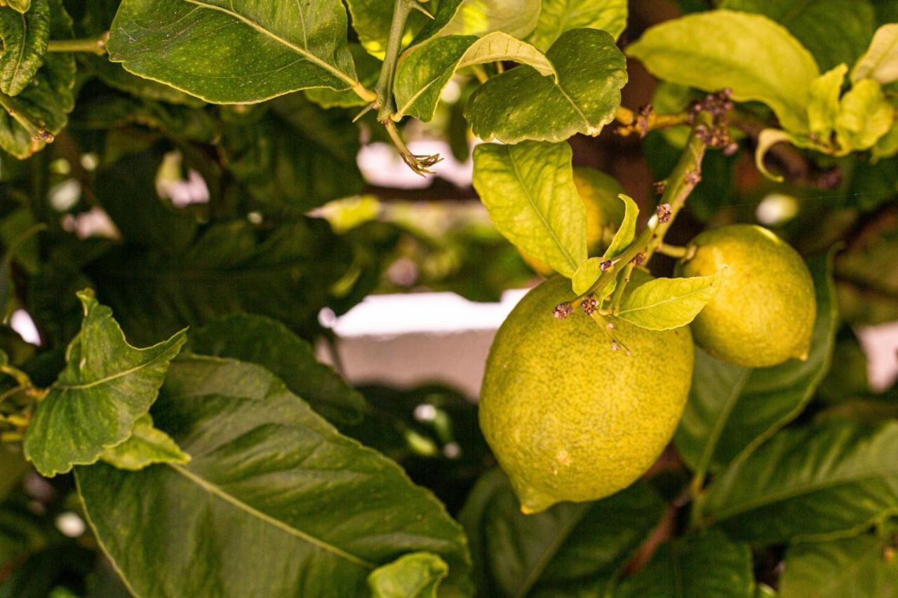Lemon Tree Apartment Luz 外观 照片